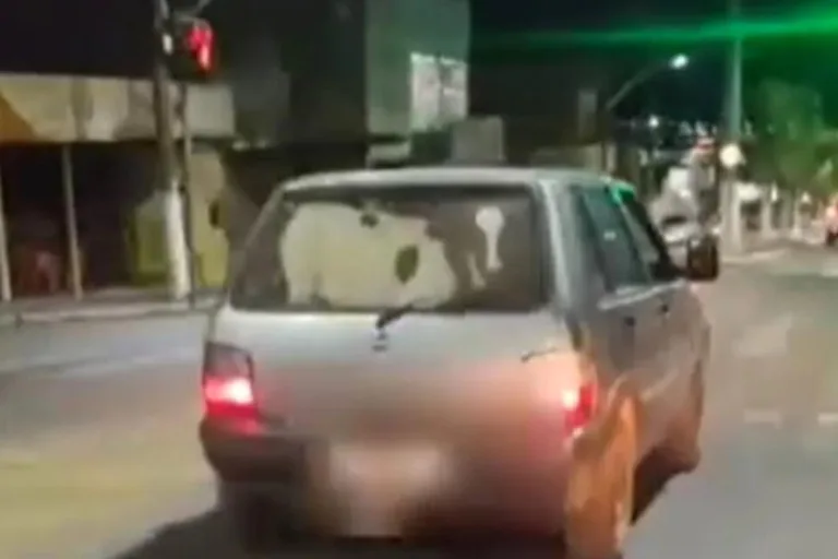 Vídeo: bezerro é filmado dentro do porta-malas de carro em Goiás