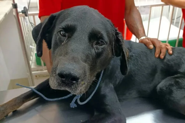 Tutor é preso por tentar matar o próprio cachorro doente a machadadas