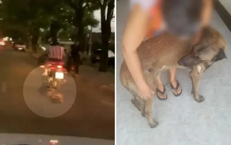 Vídeo: cachorro é arrastado por moto após prender coleira no veículo