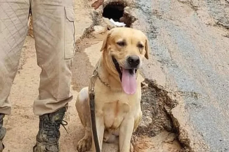 Morre Thayron, cão que atuou no resgate a vítimas do ciclone no RS