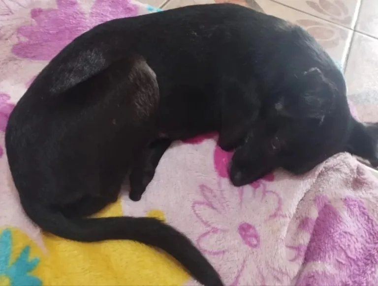 Homem atropela cachorra e a abandona ferida em canteiro de obras