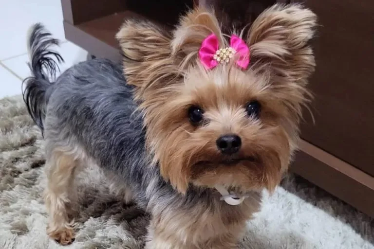 Cadela sequestrada no DF é resgatada dentro de avião prestes a decolar