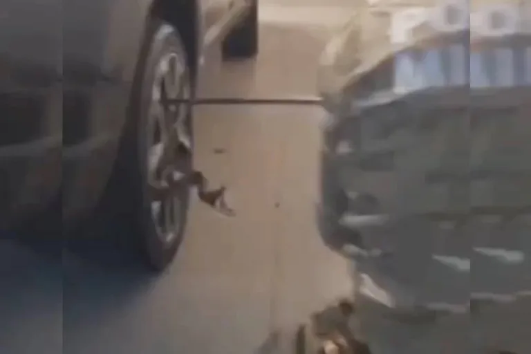 Vídeo: PM resgata cobra presa em roda de carro no Jardim Botânico