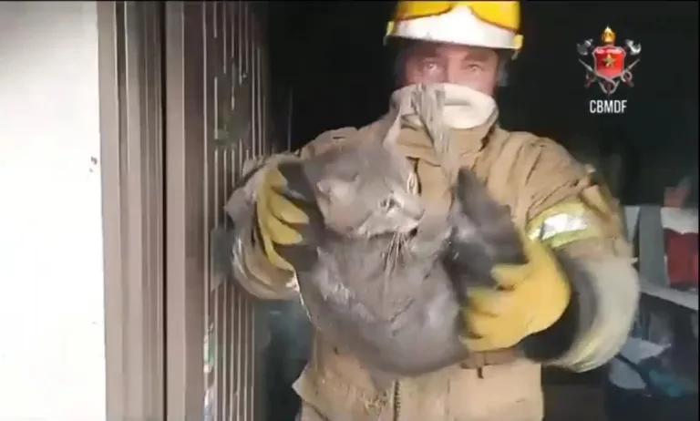 Vídeo: bombeiros salvam gatos de casa incendiada em cidade do DF