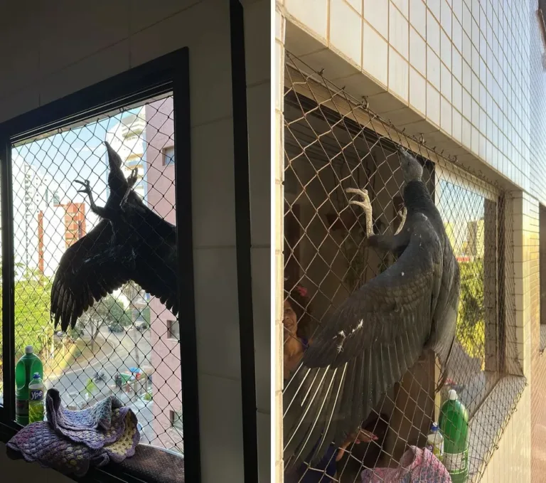 Urubu pousa na janela de apartamento em Brasília e assusta moradores