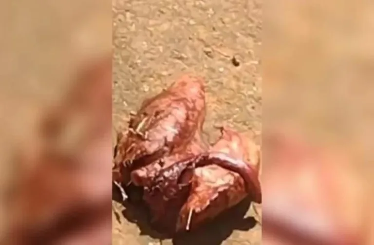 Órgão semelhante a pulmão humano é achado em frente a cemitério no DF