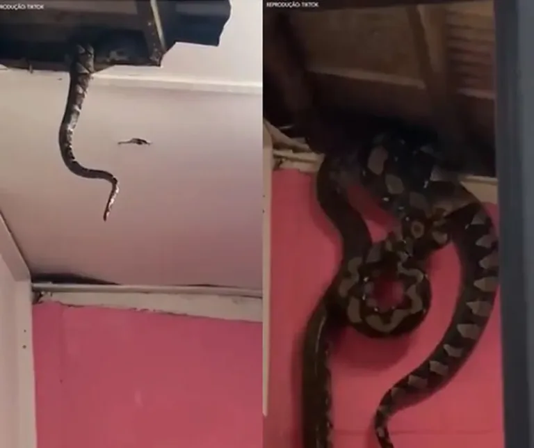Vídeo: duas cobras pítons caem de teto de casa enquanto se acasalavam