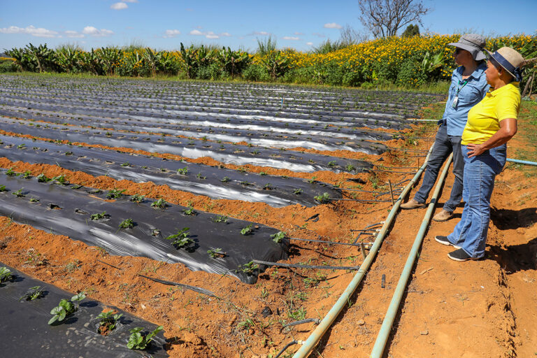 Agricultores familiares podem pedir mecanização agrícola no DF