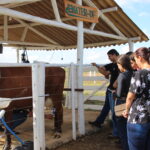 Foto: Divulgação/Emater-DF
