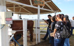 Foto: Divulgação/Emater-DF