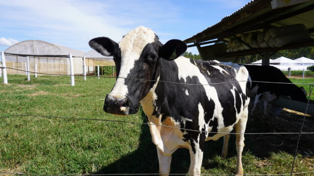 Foto: Divulgação/Emater-DF