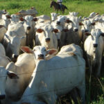 Foto: Seapa / Divulgação