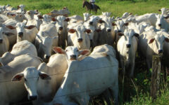 Foto: Seapa / Divulgação
