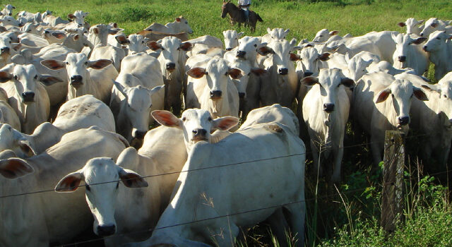Foto: Seapa / Divulgação