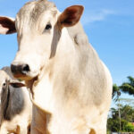 Foto: Seapa / Divulgação