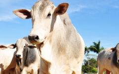 Foto: Seapa / Divulgação
