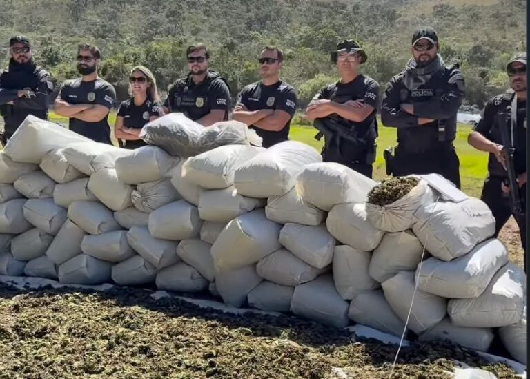 PCMG apreende 1,8 tonelada de maconha e destrói estrutura usada na produção