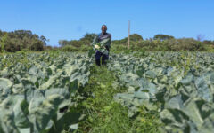 Produção rural no Distrito Federal movimenta agropecuária em 2025