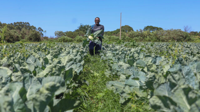 Produção rural no Distrito Federal movimenta agropecuária em 2025