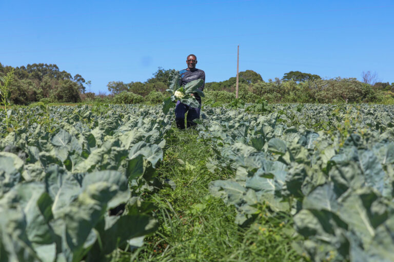 Produção rural no Distrito Federal movimenta agropecuária em 2025