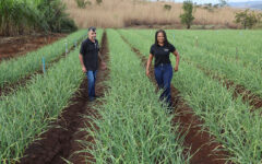 Produtores beneficiados pelo crédito rural no DF