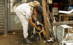 Dengue e chikungunya têm sintomas parecidos, mas evoluem de formas diferentes