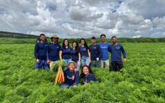 Família trabalha no cultivo de morangos em Brazlândia