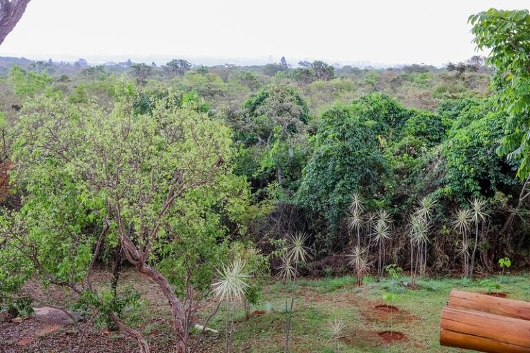 GDF prevê R$ 16,8 milhões em ações ambientais durante junho