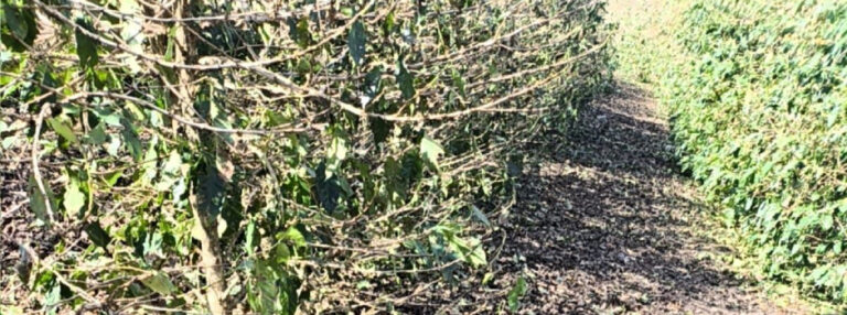 Cafezal de Minas Gerais atingido por chuva de granizo