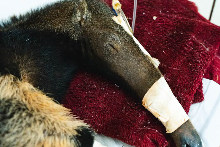 Tamanduá-mirim recebe tratamento no Hospital da Fauna Silvestre