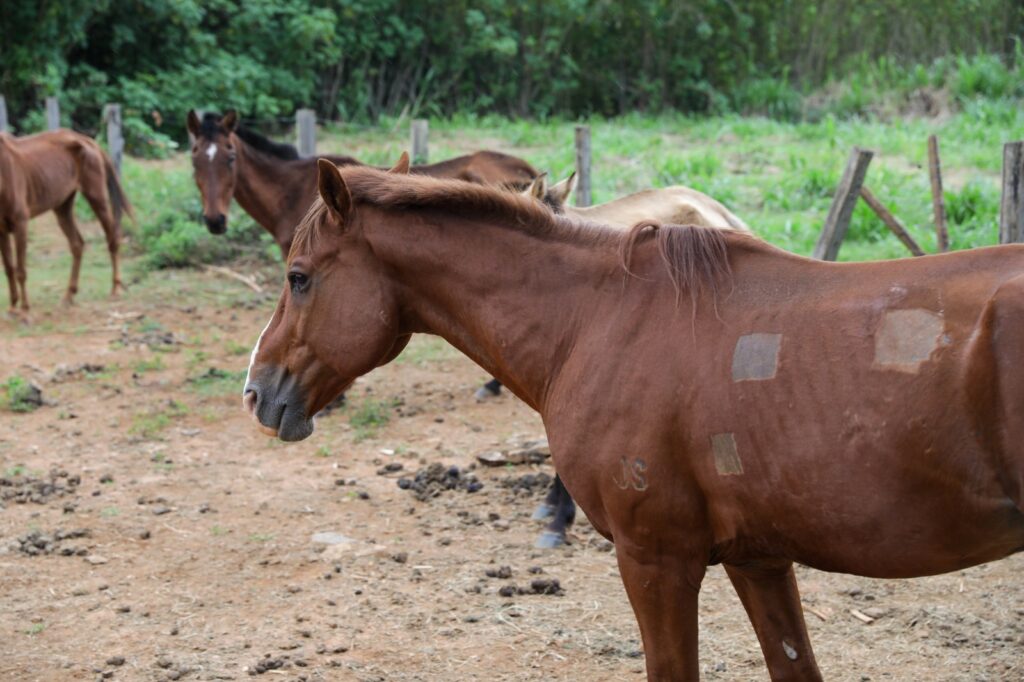 Cavalos em área rural do Distrito Federal