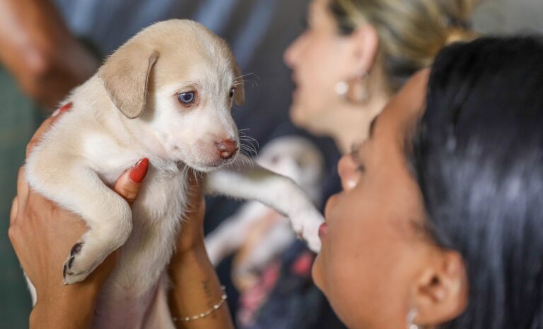 Tutora segura filhote de cachorro durante atendimento veterinário