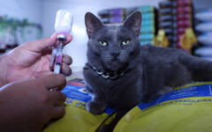 Atendimento veterinário em ação sobre raiva animal e leishmaniose no Distrito Federal