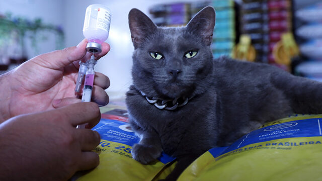 Atendimento veterinário em ação sobre raiva animal e leishmaniose no Distrito Federal