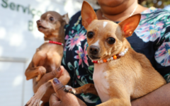 Cão atendido em ação de castração gratuita no Distrito Federal
