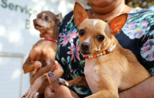 Cão atendido em ação de castração gratuita no Distrito Federal