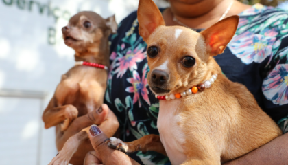 Cão atendido em ação de castração gratuita no Distrito Federal