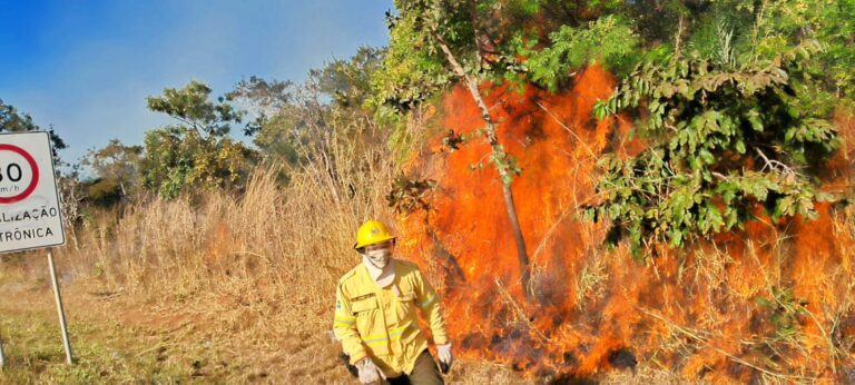 Bombeiro atua diante de incêndio em vegetação seca às margens de uma via