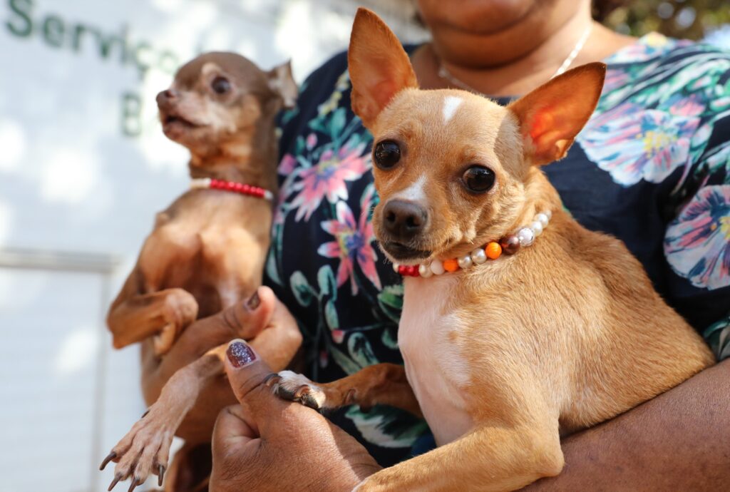 Tutora segura dois cães de pequeno porte durante atendimento de proteção animal no Distrito Federal