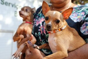 Tutora segura dois cães de pequeno porte durante atendimento de proteção animal no Distrito Federal